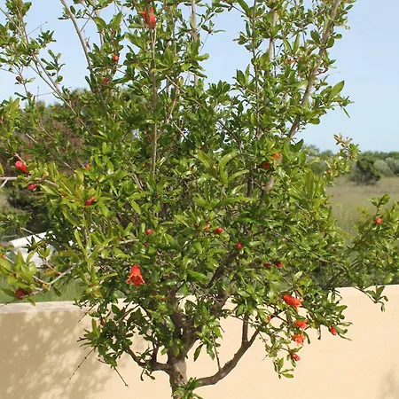 Zaton-nin Holidays - Olive Holiday home